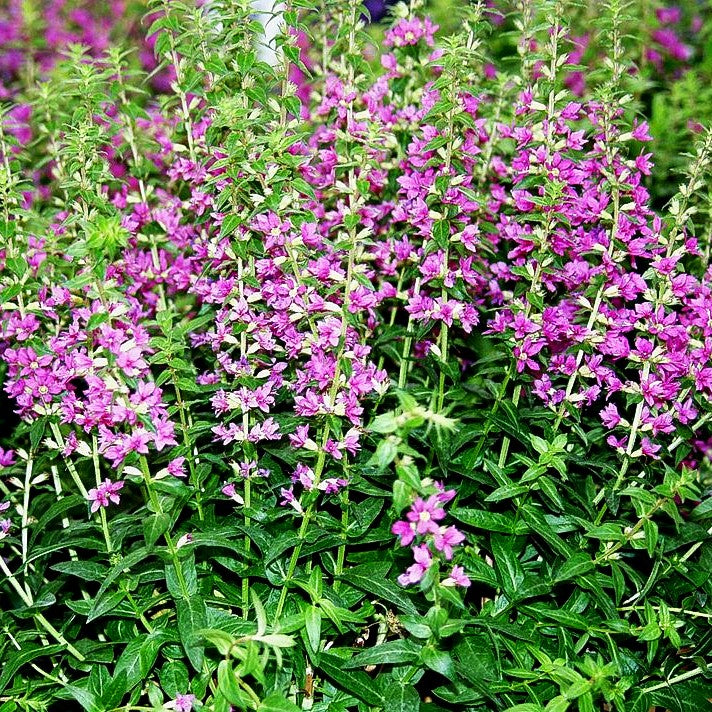 Blut-Weiderich 'Robin' (Lythrum salicaria)