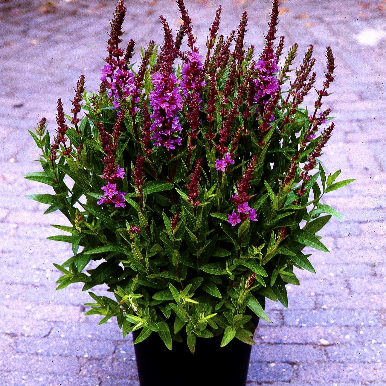 Blut-Weiderich 'Robin' (Lythrum salicaria)