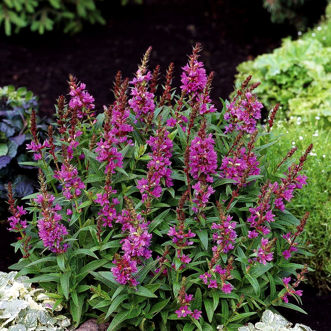 Blut-Weiderich 'Robin' (Lythrum salicaria)
