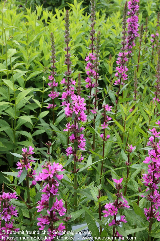 Blut-Weiderich 'Stichflamme' (Lythrum salicaria)