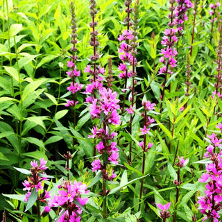 Blut-Weiderich 'Stichflamme' (Lythrum salicaria)