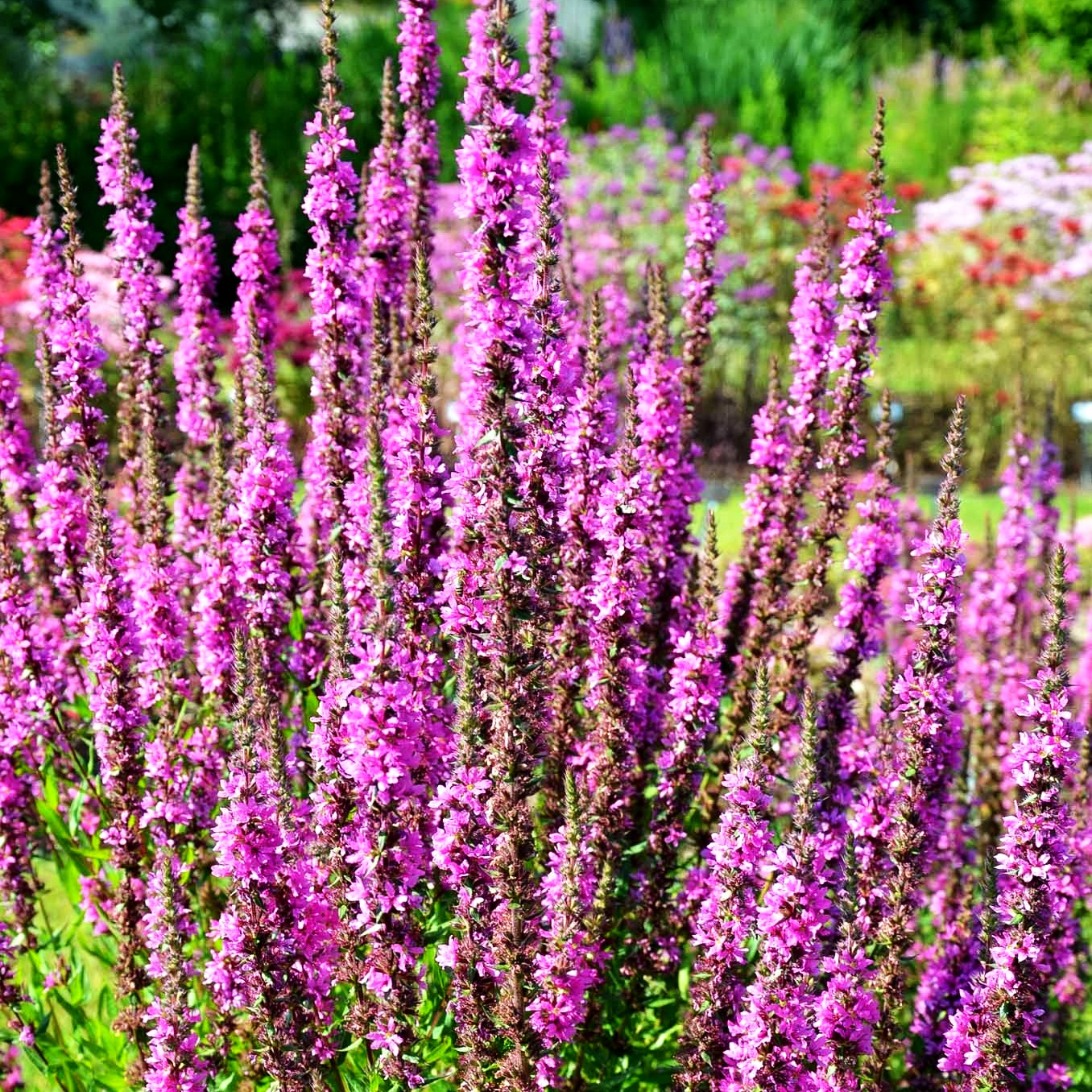 Blut-Weiderich 'Stichflamme' (Lythrum salicaria)