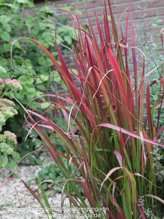 Blutgras 'Red Baron' (Imperata cylindrica var.koenig.)