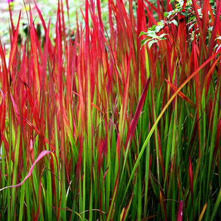 Blutgras 'Red Baron' (Imperata cylindrica var.koenig.)