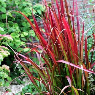 Blutgras 'Red Baron' (Imperata cylindrica var.koenig.)