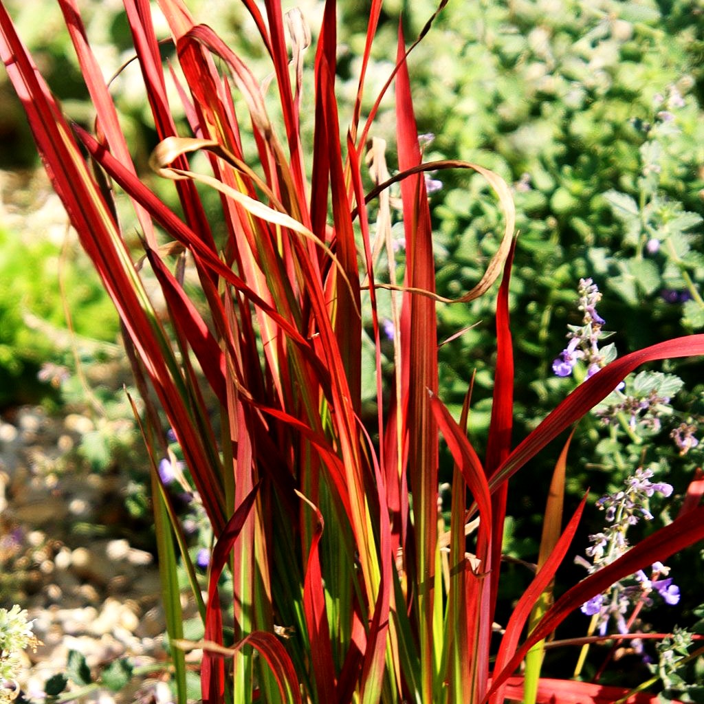 Blutgras 'Red Baron' (Imperata cylindrica var.koenig.)