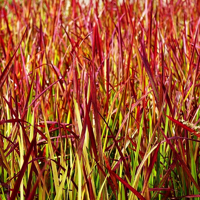 Blutgras 'Red Baron' (Imperata cylindrica var.koenig.)