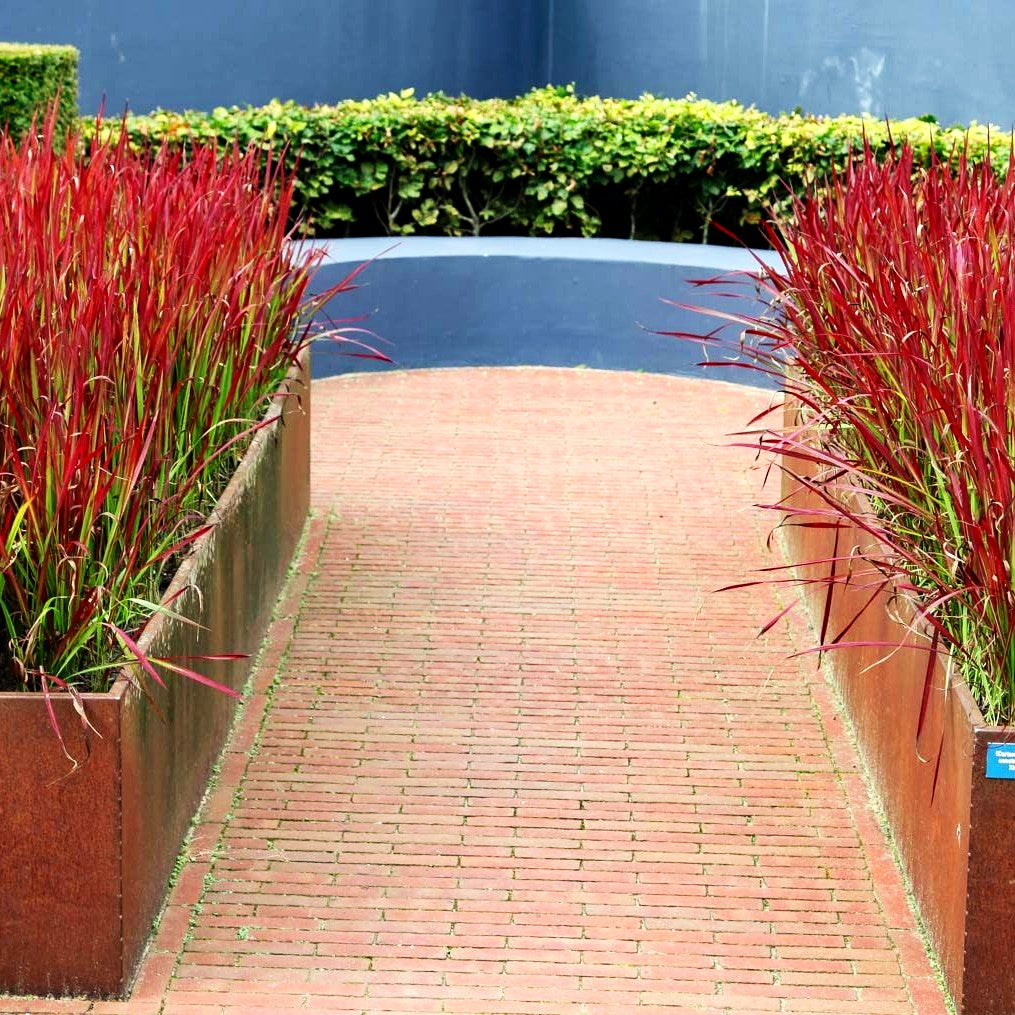 Blutgras 'Red Baron' (Imperata cylindrica var.koenig.)