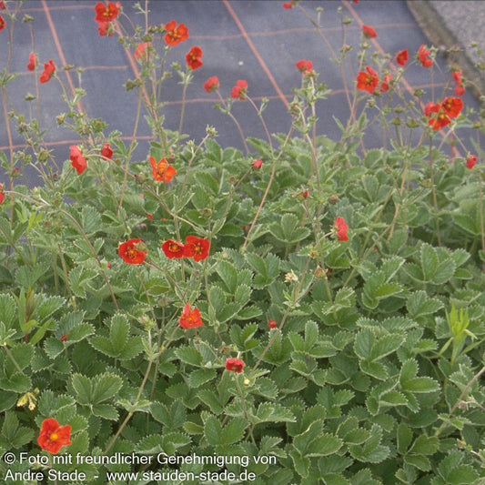 Blutrotblühendes Fingerkraut (Potentilla atrosanguinea)