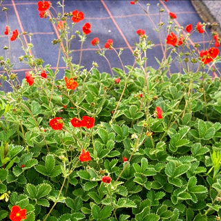Blutrotblühendes Fingerkraut (Potentilla atrosanguinea)