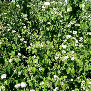 Blutroter Hartriegel (Cornus sanguinea)