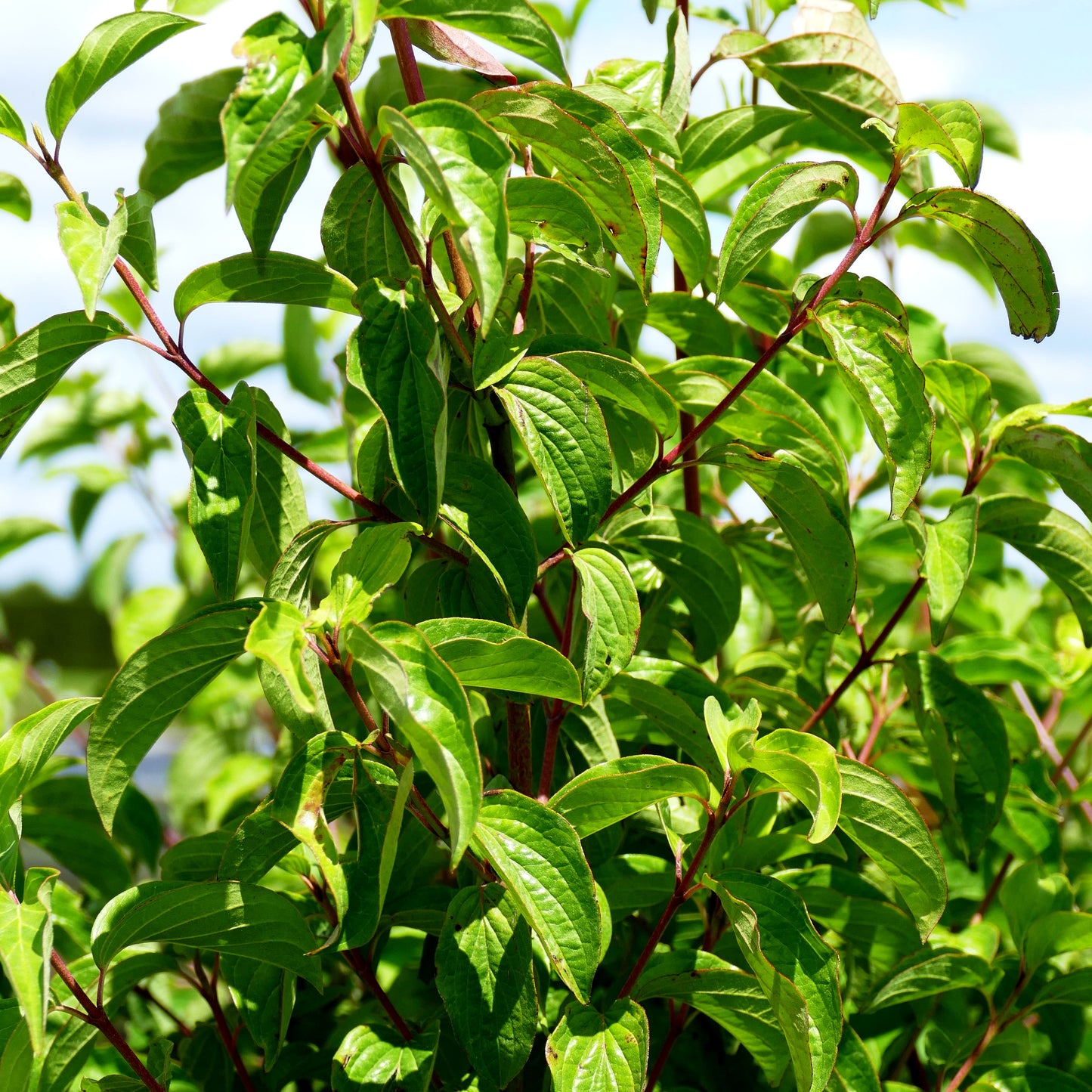 Blutroter Hartriegel (Cornus sanguinea)