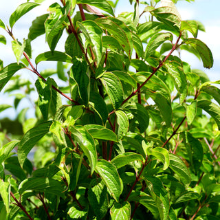 Blutroter Hartriegel (Cornus sanguinea)