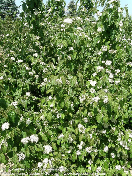 Blutroter Hartriegel (Cornus sanguinea)