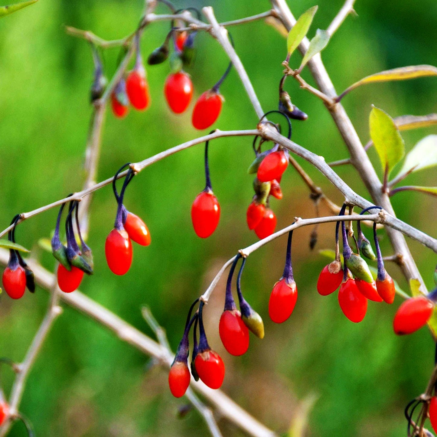 Bocksdorn (Lycium barbarum)