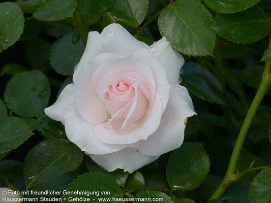 Bodendeckerrose 'Aspirin-Rose'  -R- 'Aspirinose' (Rosa  BDR III)