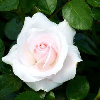 Bodendeckerrose 'Aspirin-Rose' -R- 'Aspirinose' (Rosa BDR III)