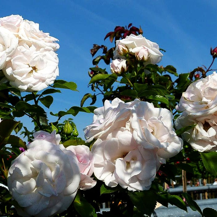 Bodendeckerrose 'Aspirin-Rose' -R- 'Aspirinose' (Rosa BDR III)