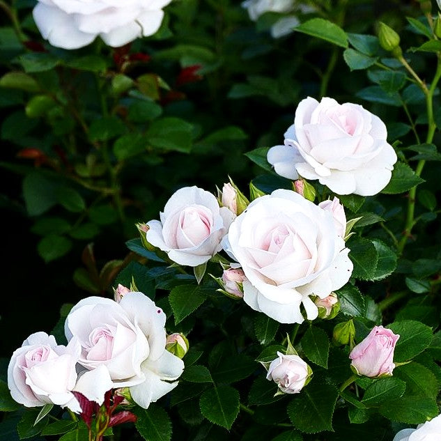 Bodendeckerrose 'Aspirin-Rose' -R- 'Aspirinose' (Rosa BDR III)