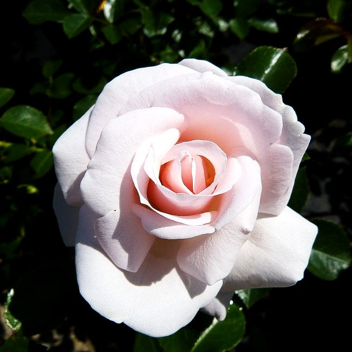 Bodendeckerrose 'Aspirin-Rose' -R- 'Aspirinose' (Rosa BDR III)
