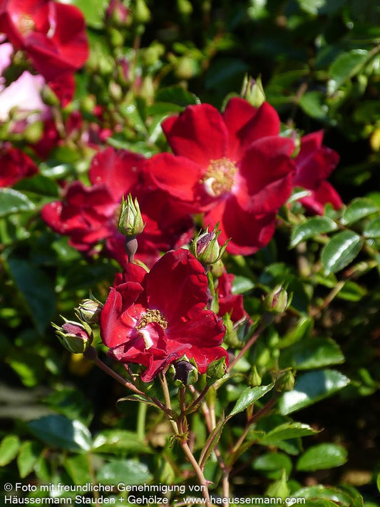 Bodendeckerrose 'Bassino' (Rosa  BDR III)