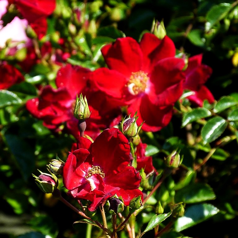 Bodendeckerrose 'Bassino' (Rosa BDR III)