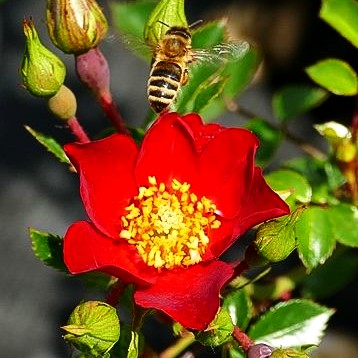 Bodendeckerrose 'Bassino' (Rosa BDR III)