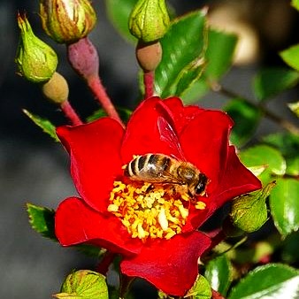 Bodendeckerrose 'Bassino' (Rosa BDR III)