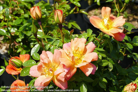 Bodendeckerrose 'Bienenweide Apricot'  -R- 'Bienenweide Apricot' (Rosa  BDR III)
