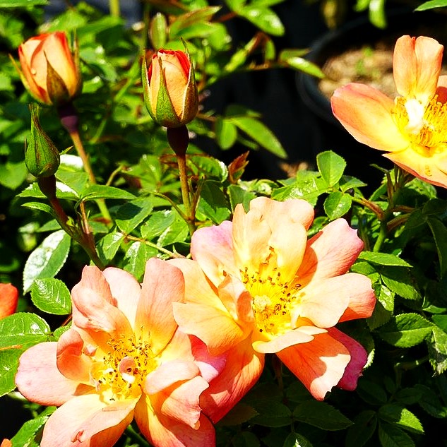 Bodendeckerrose 'Bienenweide Apricot' -R- (Rosa BDR III)