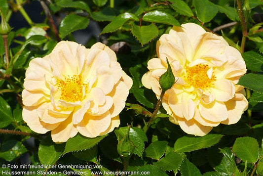 Bodendeckerrose 'Bienenweide Gelb'  -R- 'Bienenweide Gelb' (Rosa  BDR III)