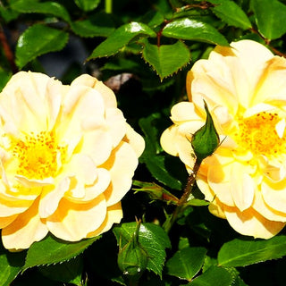 Bodendeckerrose 'Bienenweide Gelb' -R- (Rosa BDR III)