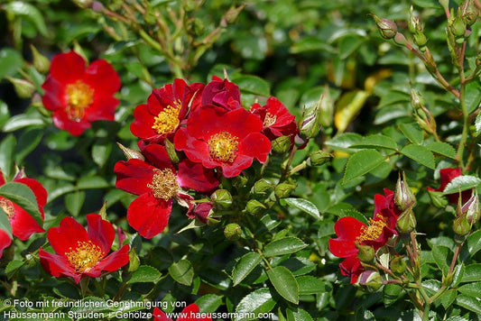 Bodendeckerrose 'Bienenweide Rot'  -R- 'Bienenweide Rot' (Rosa  BDR III)