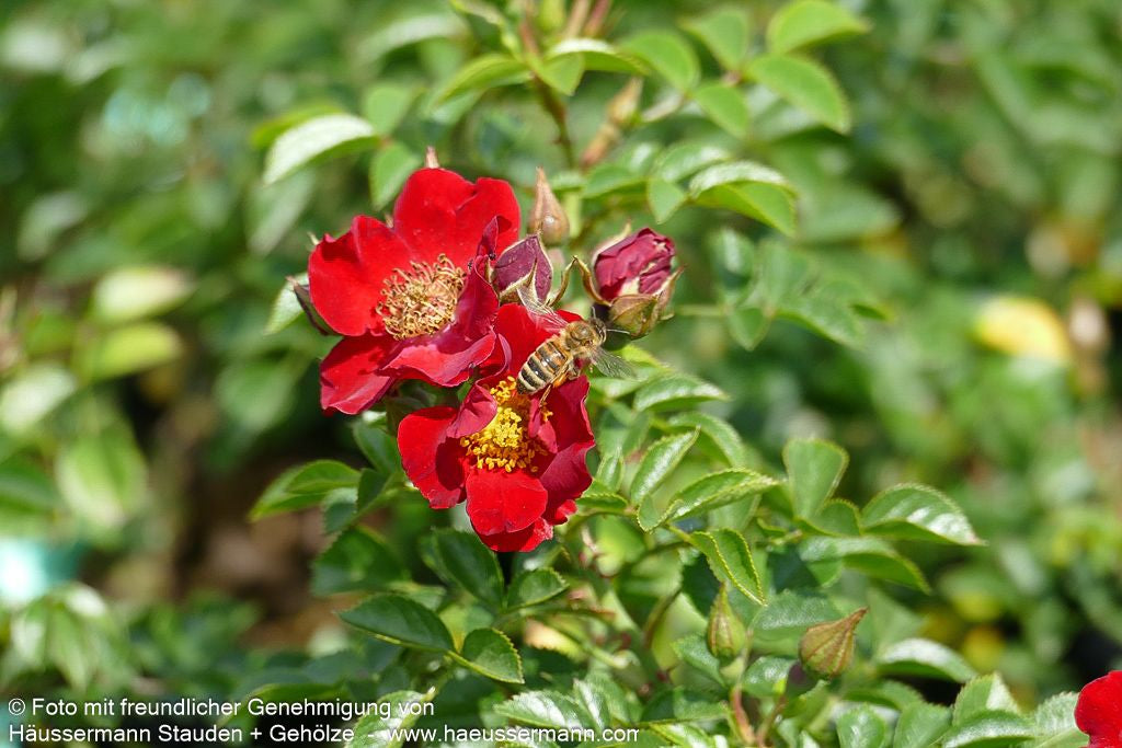 Bodendeckerrose 'Bienenweide Rot'  -R- 'Bienenweide Rot' (Rosa  BDR III)
