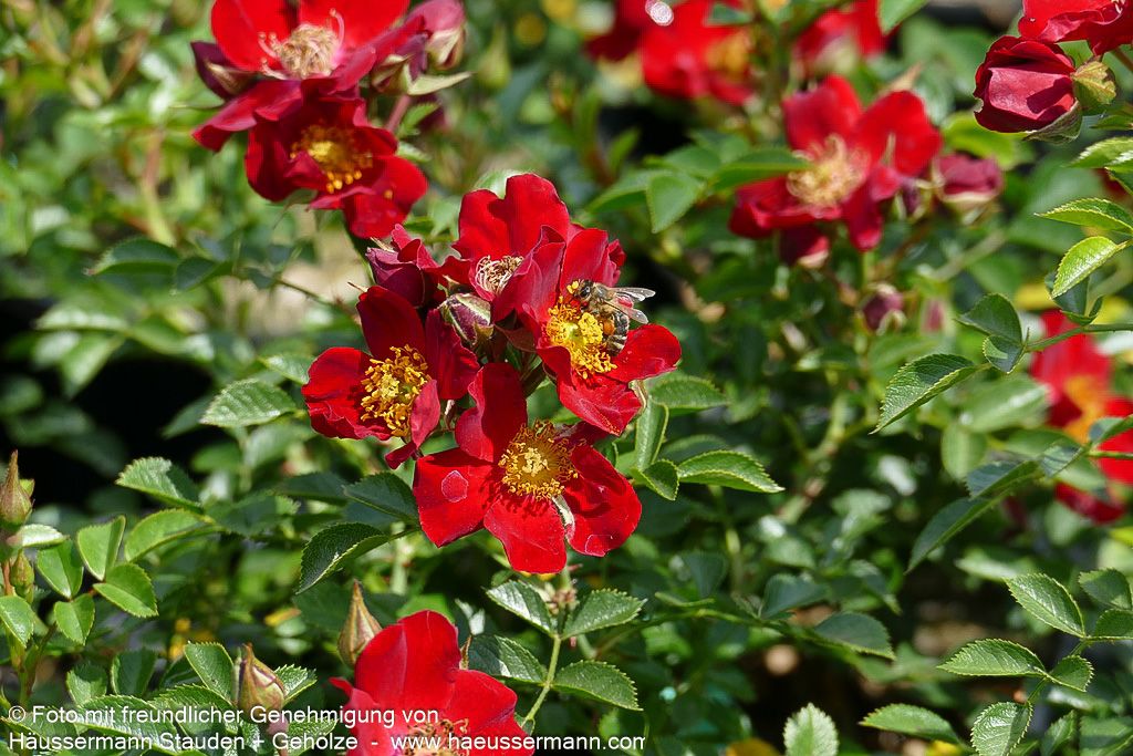 Bodendeckerrose 'Bienenweide Rot'  -R- 'Bienenweide Rot' (Rosa  BDR III)