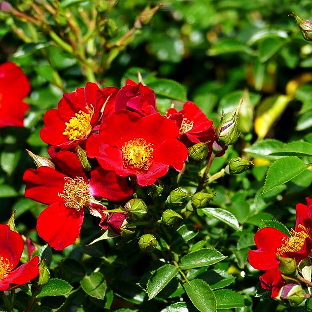 Bodendeckerrose 'Bienenweide Rot' -R- (Rosa BDR III)