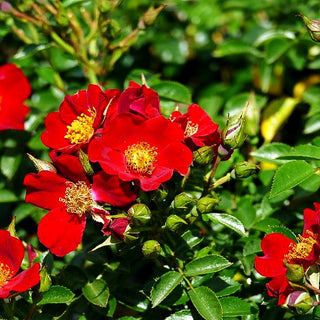 Bodendeckerrose 'Bienenweide Rot' -R- (Rosa BDR III)