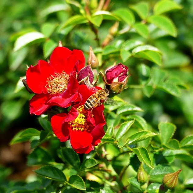 Bodendeckerrose 'Bienenweide Rot' -R- (Rosa BDR III)