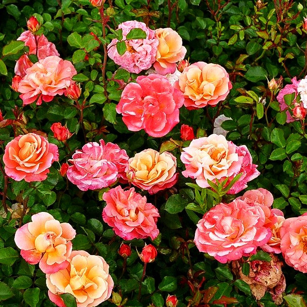 Bodendeckerrose 'Cubana' -R- (Rosa BDR III)