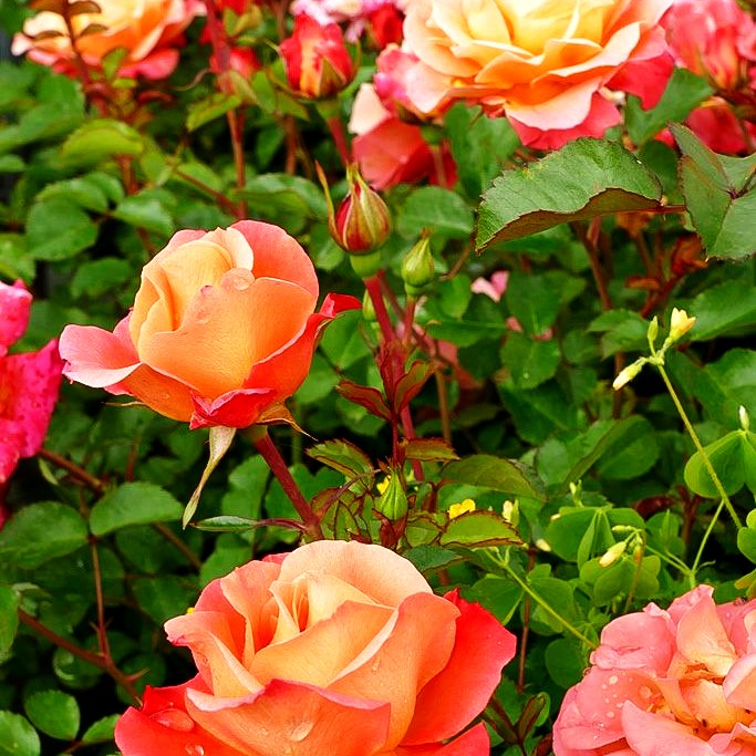 Bodendeckerrose 'Cubana' -R- (Rosa BDR III)