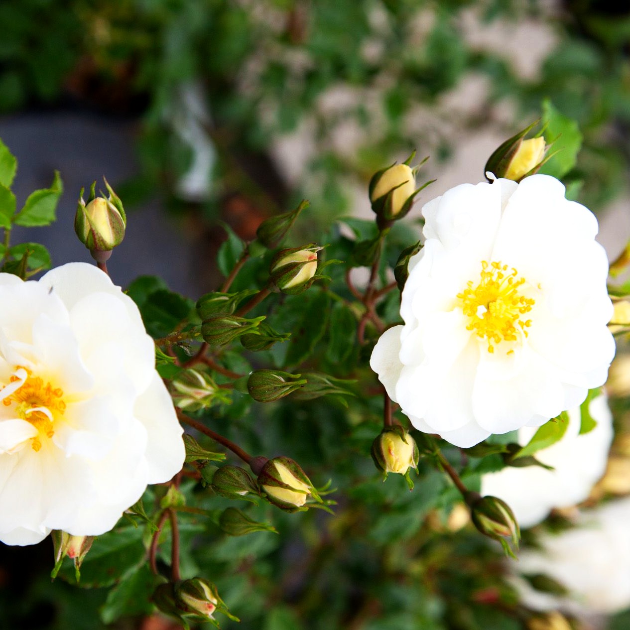 Bodendeckerrose 'Diamant' (Rosa BDR III)