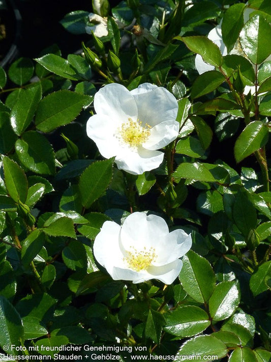 Bodendeckerrose 'Escimo'  -R- 'Escimo' (Rosa  BDR IV)