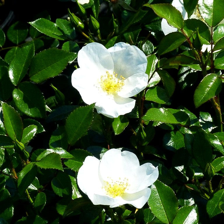 Bodendeckerrose 'Escimo' -R- (Rosa BDR IV)
