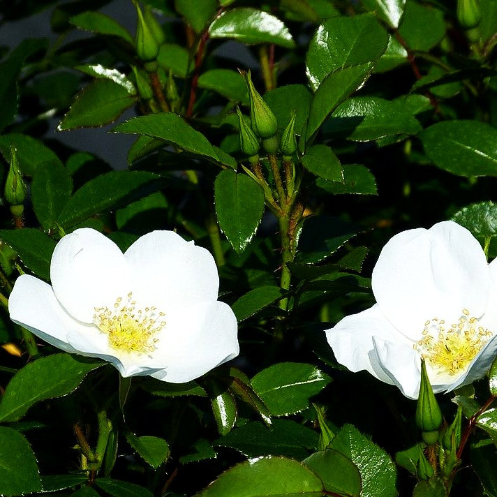 Bodendeckerrose 'Escimo' -R- (Rosa BDR IV)