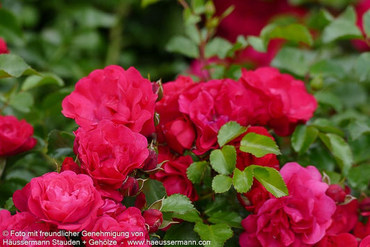 Bodendeckerrose 'Gärtnerfreude'  -R- 'Gärtnerfreude' (Rosa  BDR III)