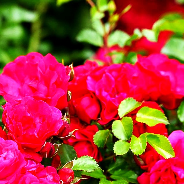 Bodendeckerrose 'Gärtnerfreude' -R- (Rosa BDR III)