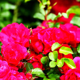 Bodendeckerrose 'Gärtnerfreude' -R- (Rosa BDR III)