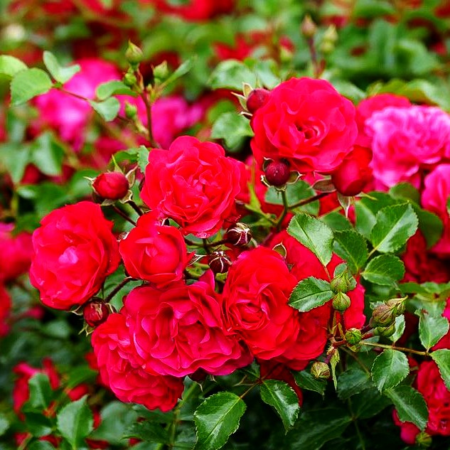 Bodendeckerrose 'Gärtnerfreude' -R- (Rosa BDR III)