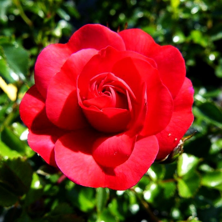 Bodendeckerrose 'Gärtnerfreude' -R- (Rosa BDR III)