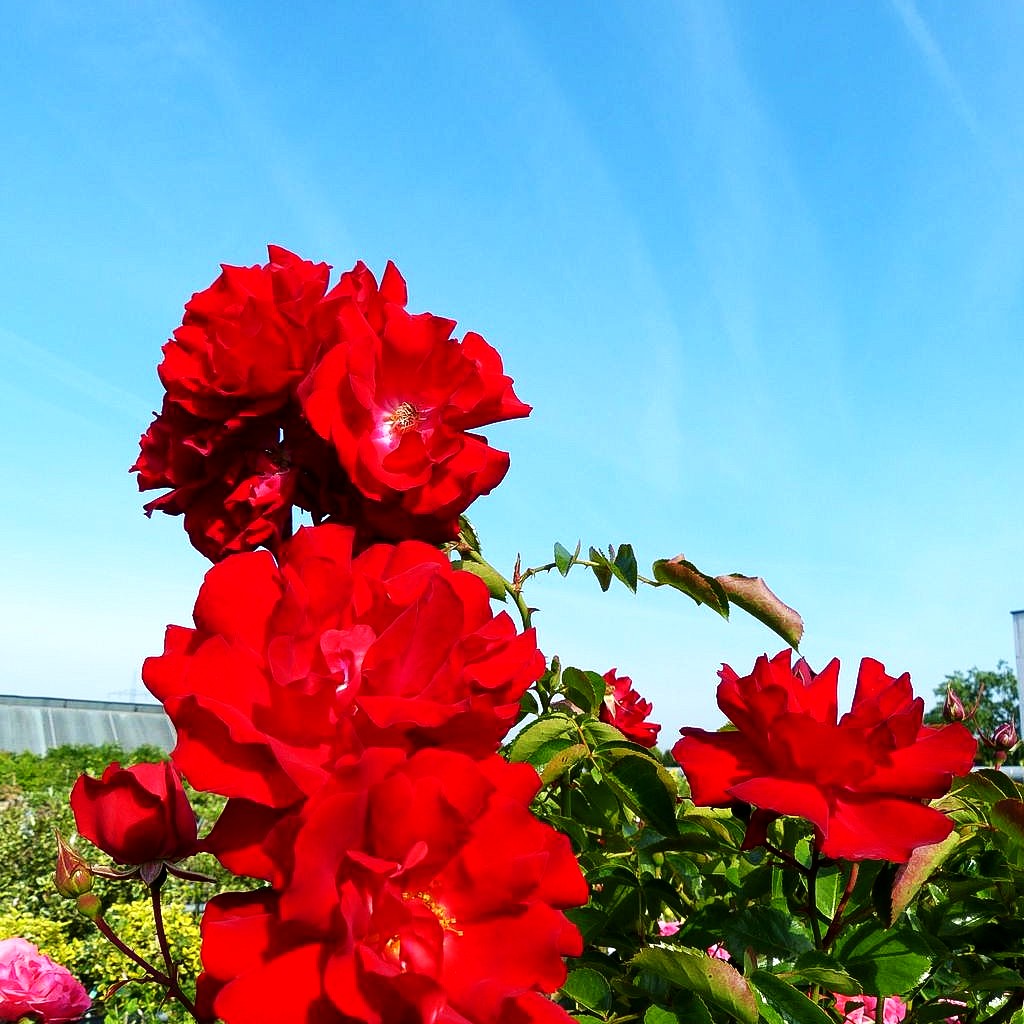 Bodendeckerrose 'Heidefeuer' (Rosa BDR IV)